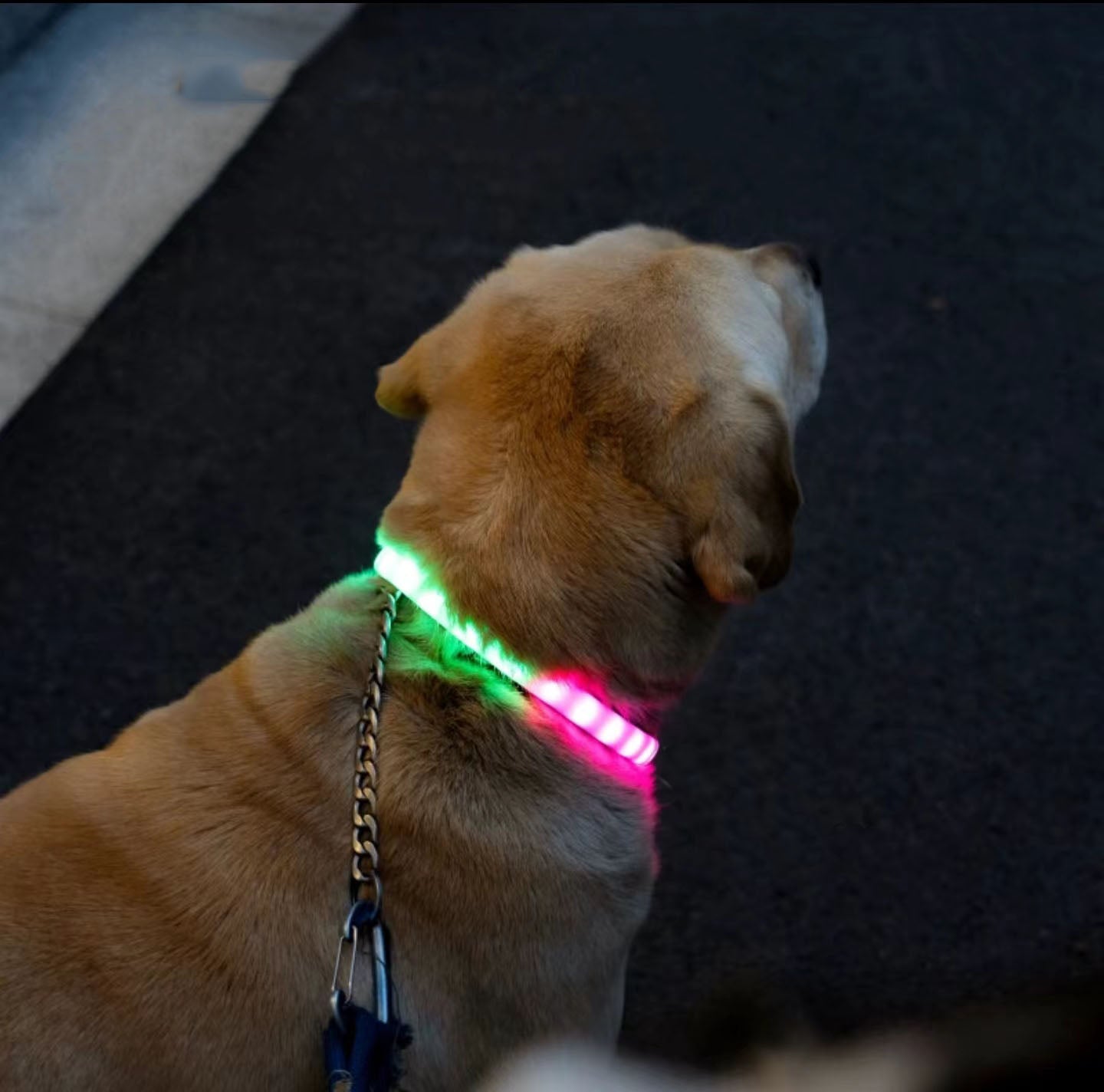 Rechargeable Light Up Dog Collars